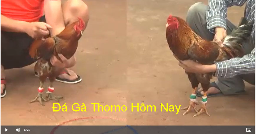 Những Lưu Ý Khi Tham Gia Đá gà Thomo 333win