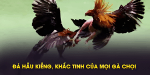Đặc điểm Gà Đá Hầu Kiềng 333win